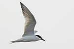 Sandtärna/Gelochelidon nilotica/Common Gull-billed Tern